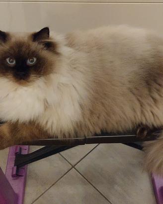 Ragdoll con pedigree sterilizzata