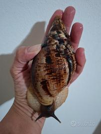 Lumache africane giganti