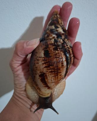 Lumache africane giganti