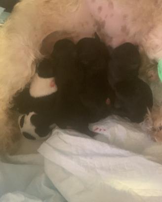 Disponibili cuccioli incrocio maltese