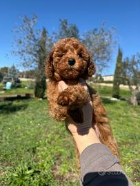 Cucciola Barboncino Toy