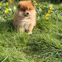 Cuccioli volpino Pomerania maschio e femmina