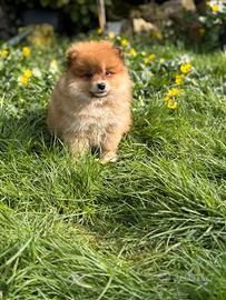 Cuccioli volpino Pomerania maschio e femmina
