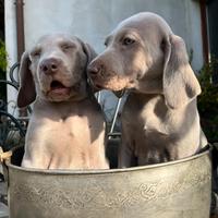 Cuccioli puri Weimaraner