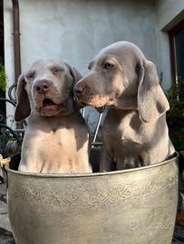 Cuccioli puri Weimaraner