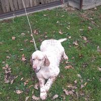 Setter adulti pronta caccia