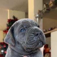 Splendida cucciolata di cane corso