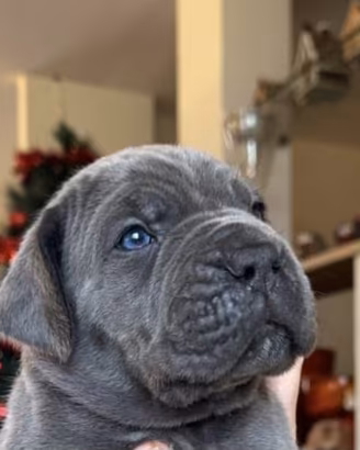 Splendida cucciolata di cane corso