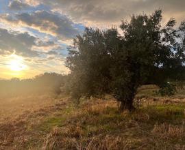 Azienda Agricola Narni [Cod. rif 3175950VCG]