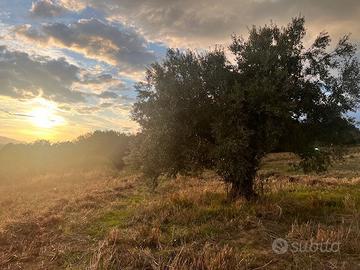 Azienda Agricola Narni [Cod. rif 3175950VCG]