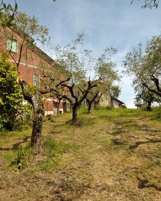 Ulivi da estirpare  200 €