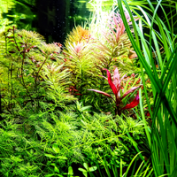 Piante acquatiche