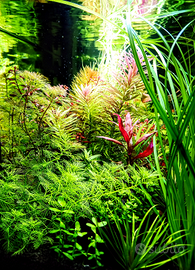 Piante acquatiche
