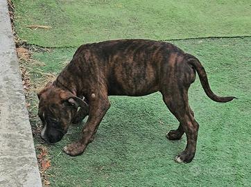 pitbull 