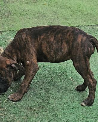 pitbull 