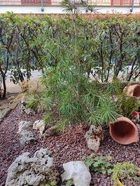 Sciadopitys verticillata_Pino a ombrello giappones
