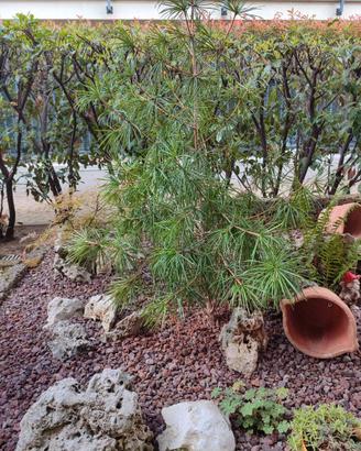 Sciadopitys verticillata_Pino a ombrello giappones