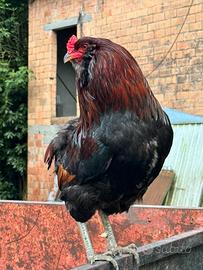 Gallo araucana