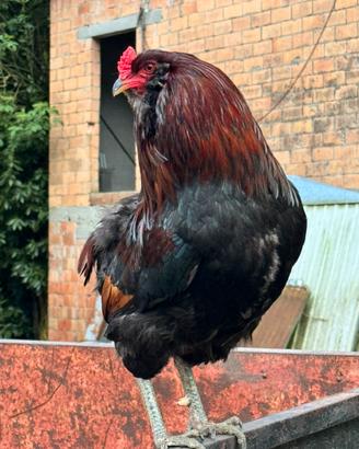 Gallo araucana