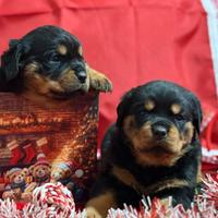 Rottweiler cucciola pedigree ENCI