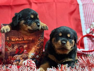 Rottweiler cucciola pedigree ENCI