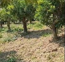 Agrumeto lungo statale 106 ( Cirò)