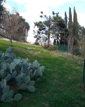 Garage con terreno agricolo loc.Montelaguardia