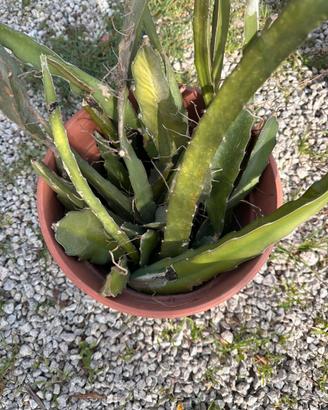 Talee di pitaya