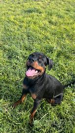 cucciola rottwailer 