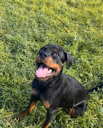 cucciola rottwailer 
