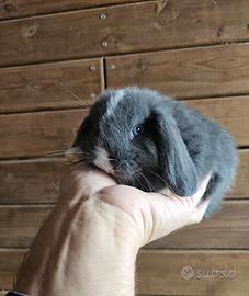 Conigli nani minilop BLU Di Vienna