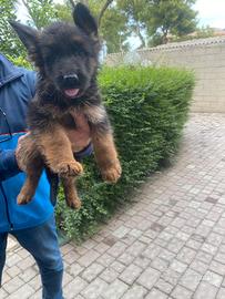 Cuccioli di pastore tedesco