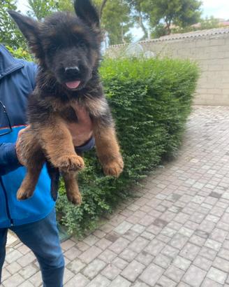 Cuccioli di pastore tedesco