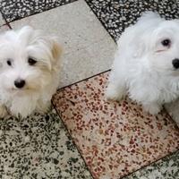 Mini Maltese