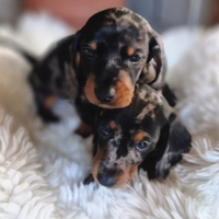 Bassotto Kaninchen Nano