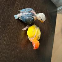 Inseparabili Fischer levati a mano e non