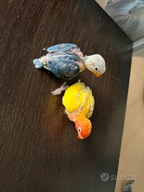 Inseparabili Fischer levati a mano e non