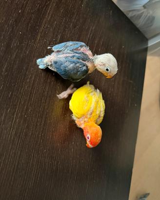 Inseparabili Fischer levati a mano e non