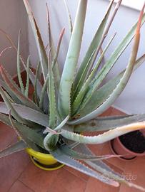 Pianta Aloe