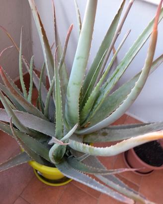 Pianta Aloe