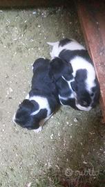 Beagle maschietti e femminucce