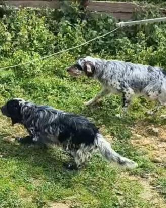 Setter