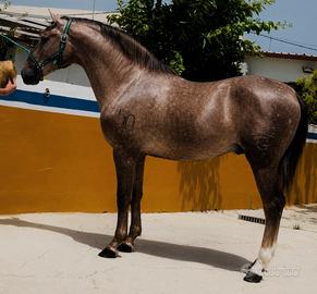 Cavallo Andaluso