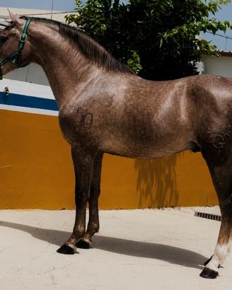 Cavallo Andaluso