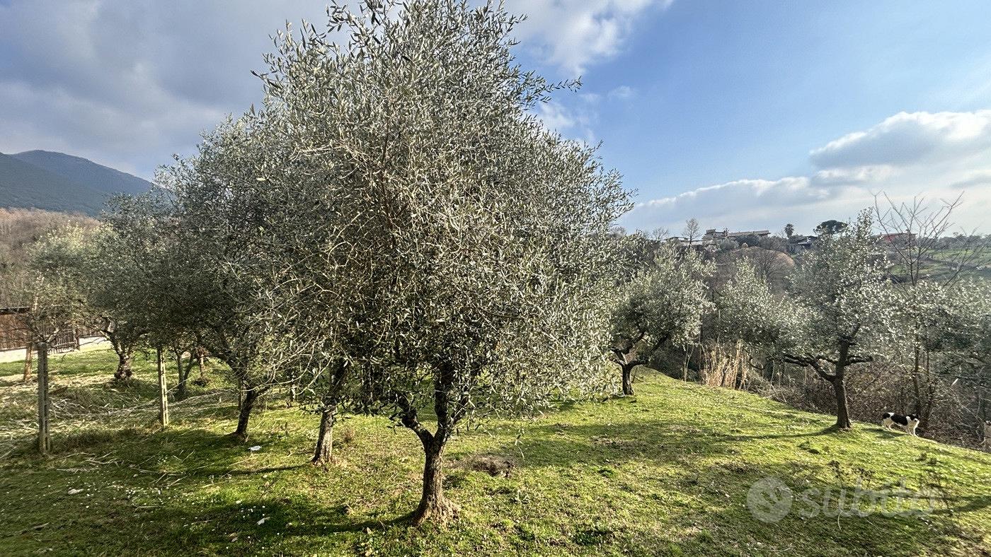 Rustico/Casale/Corte Alatri [Cod. rif 3297841VRG] - Altro