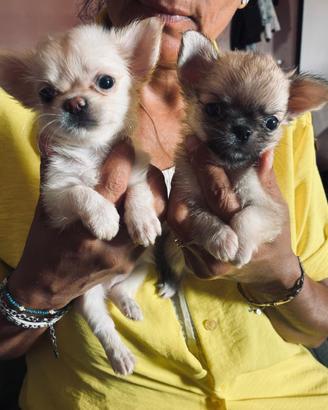 Chiahuahua pelo lungonmaschi