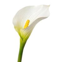 Pianta di Calla bianca