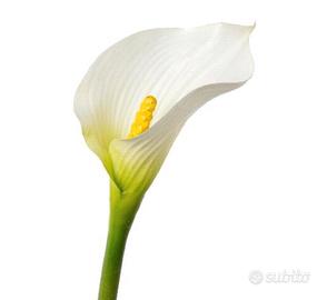 Pianta di Calla bianca