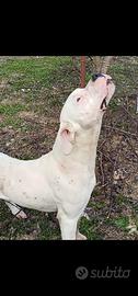 Cane dog argentino maschio