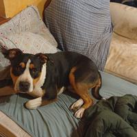 Cani amstaff
